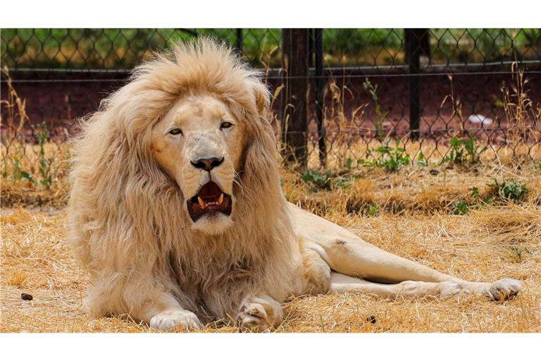 Warum der Löwe die Frau attackierte, ist laut Zoo unklar. (Symbolbild)