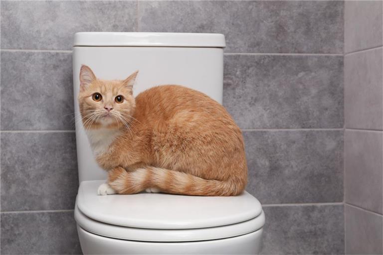 Warum folgen Katzen uns so oft zur Toilette?