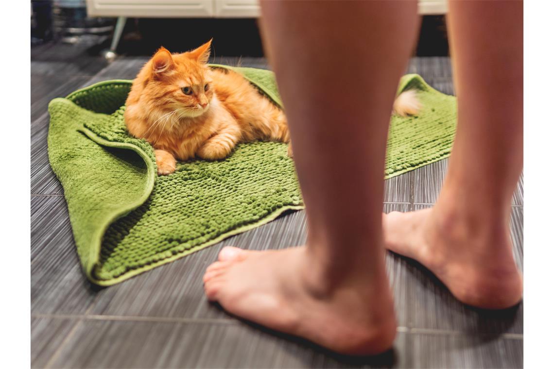Warum folgen Katzen uns so oft zur Toilette?
