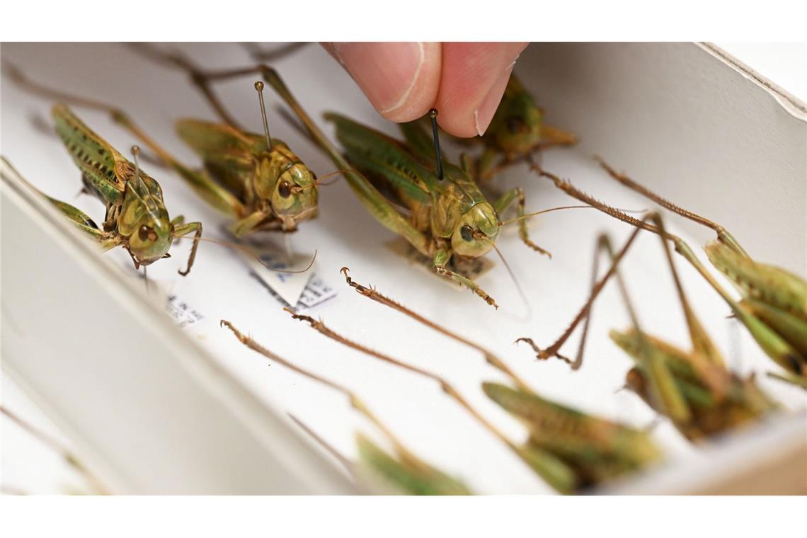 Warzenbeißer sind das Insekt des Jahres 2026.