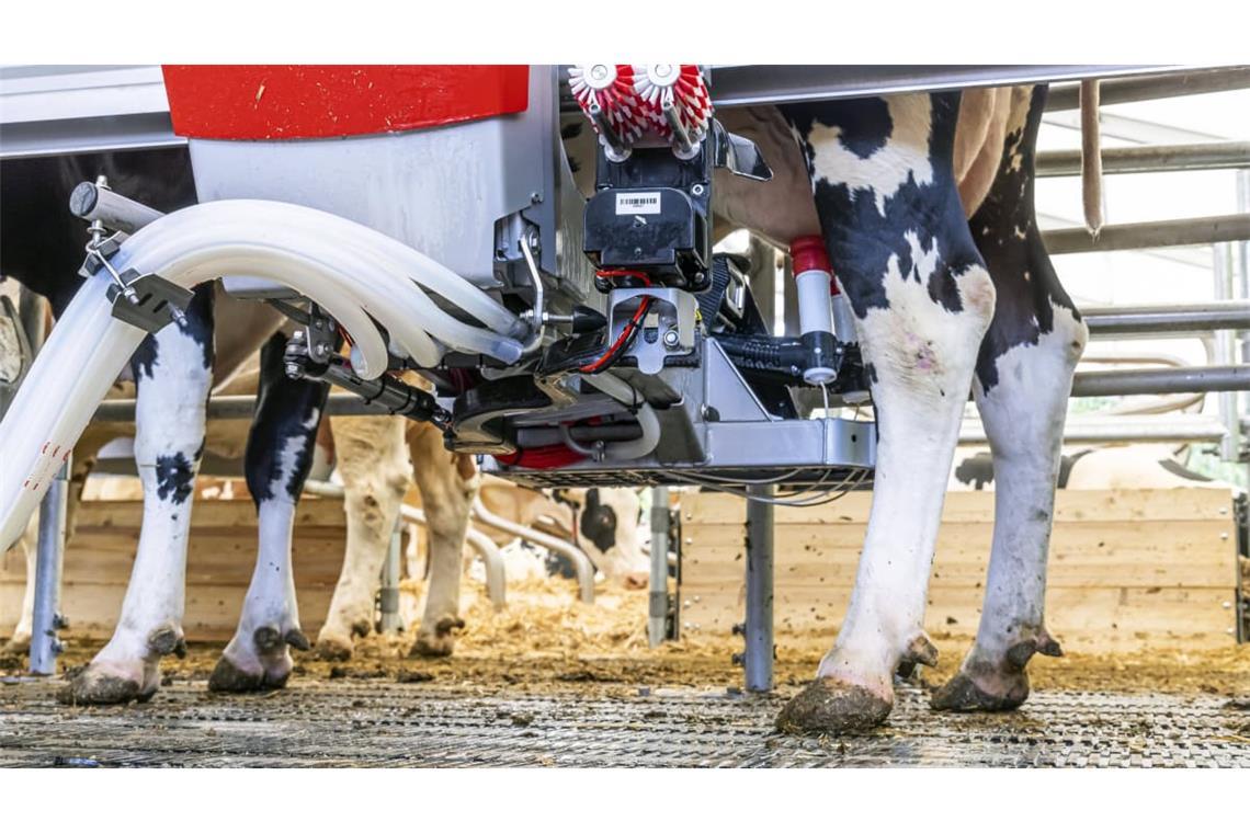 Was obsiegt – Kuhverstand oder Maschine? Melkroboter „Lely Astronaut“ bei der Arbeit.