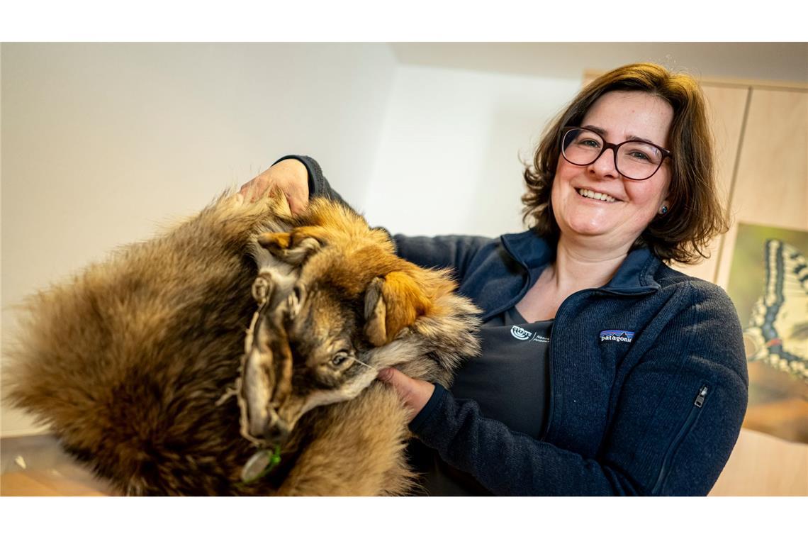 Was von einem überfahrenen Wolf übrig blieb: Ina Pokorny aus dem Naturkundemuseum zeigt ein präpariertes Wolfsfell aus der Sammlung.