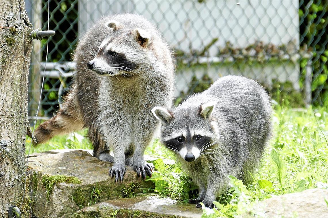 Waschbären geht’s im Rems-Murr-Kreis leichter an den Kragen Waschbären sehen nett aus, aber sie können Hausbesitzer an den Rand des Nervenzusammenbruchs bringen. Foto: Pixabay