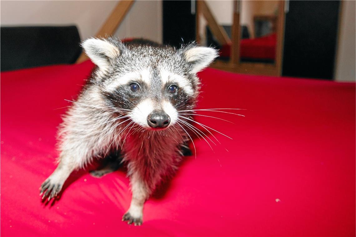 Waschbären sind extrem neugierig. Eine so große Kamera hat Frieda noch nie aus der Nähe gesehen. Die muss natürlich inspiziert werden! Fotos: A. Becher