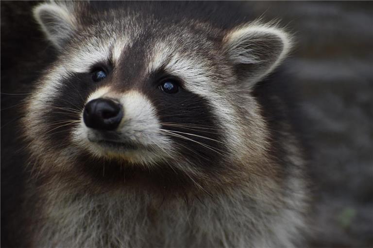Waschbären sind im Rems-Murr-Kreis immer verbreiteter. Symbolbild: Pixabay/Andrea Gibhardt