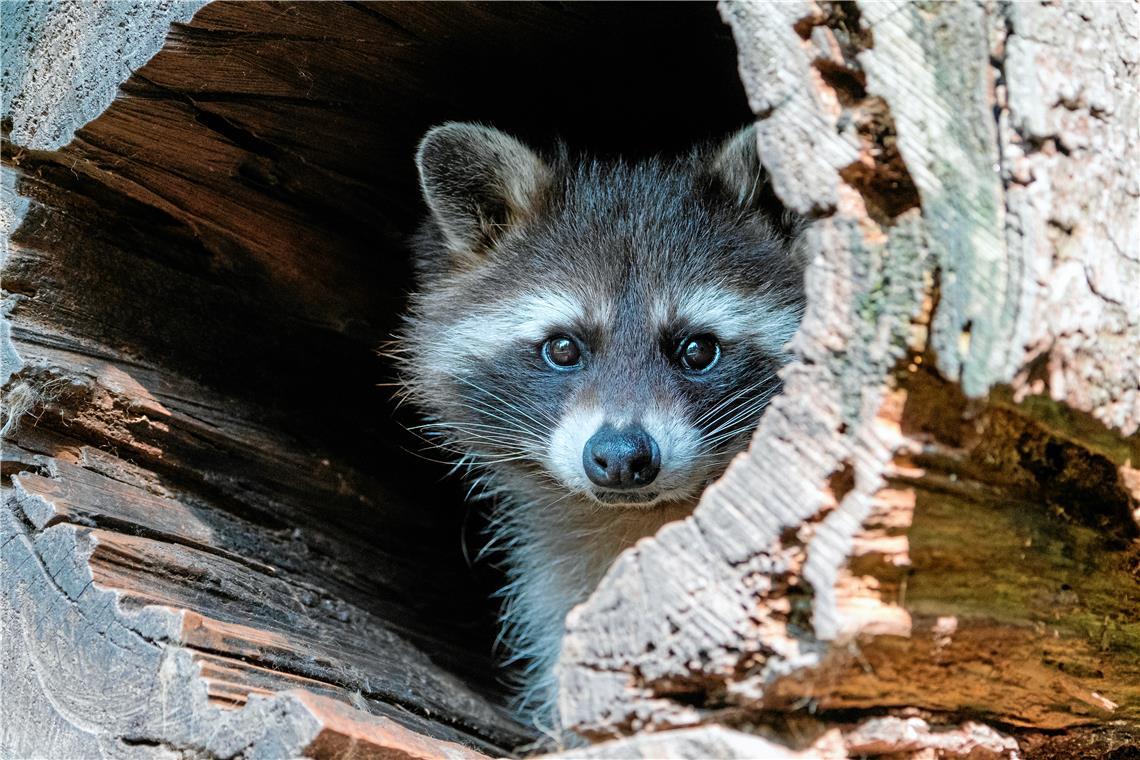 Drei Waschbären mit Staupevirus entdeckt Waschbären übertragen auch andere Krankheiten. Symbolfoto: Adobe Stock/X. Klaussner