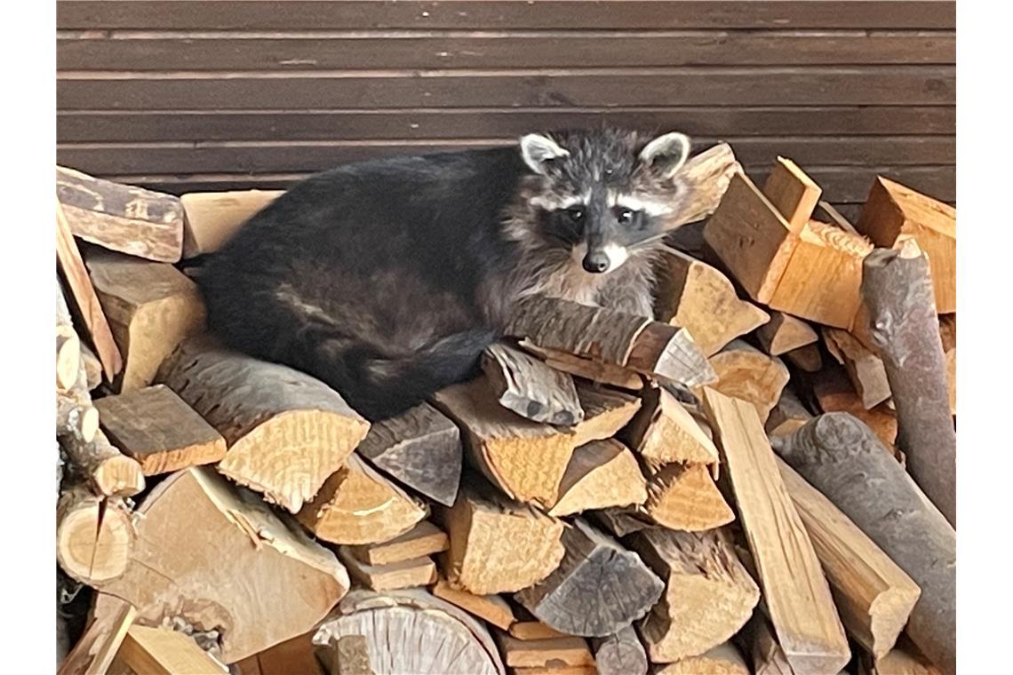 "Waschbärfotoshooting"