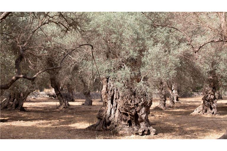 Wassermangel im Sommer ist auf Mallorca nichts Neues. (Archivfoto)