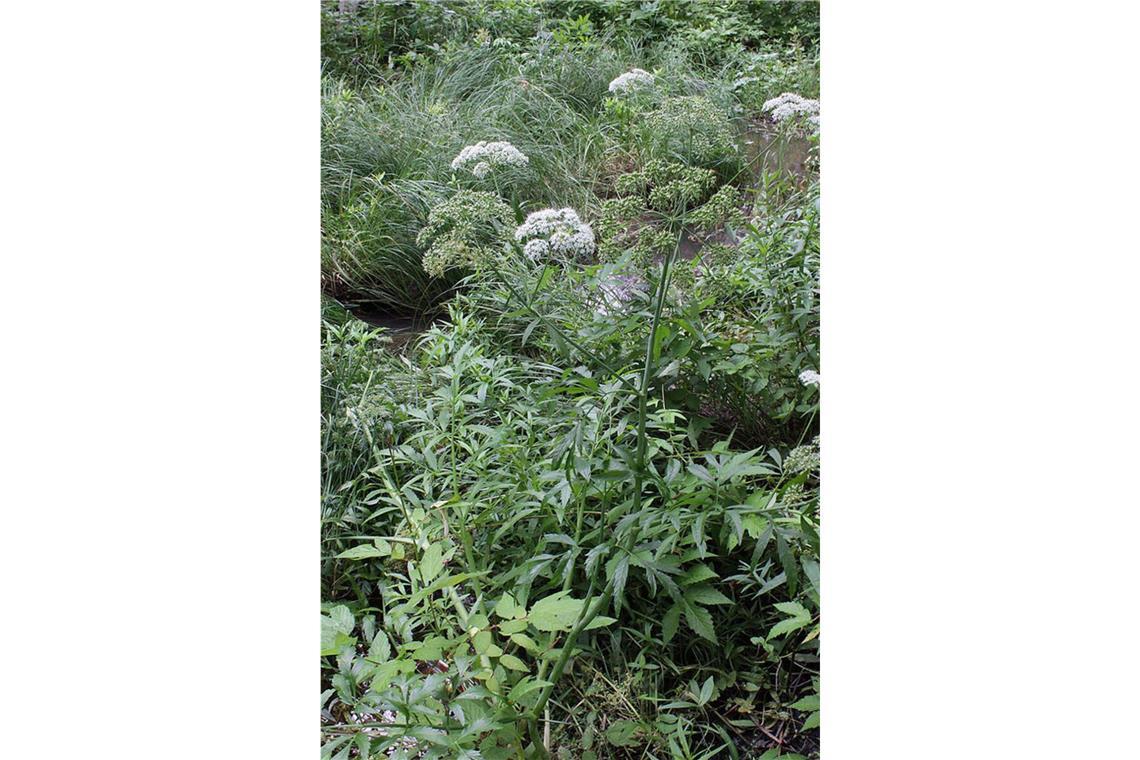Gift im Garten: Bei diesen beliebten Pflanzen ist Vorsicht angesagt Wasserschierling: Diese Sumpfpflanze ist der einzige europäische Vertreter der giftigen Gattung der Wasserschierlinge. Das Kraut enthält das Gift Cicutoxin, welches die Funktion wichtiger Neurotransmitter (Nervenbotenstoffe im Gehirn) stört und nach 15 bis 30 Minuten zu Krämpfen, Atemlähmung, erweiterten Pupillen, Erbrechen, Schwindel und Übelkeit führt. Ein Gegengift gibt es nicht, 30 Prozent der Vergiftungsfälle enden tödlich.