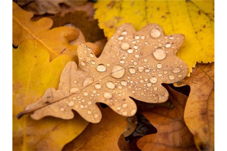 Wassertropfen haben sich auf einem herbstlich gefärbten Blatt gesammelt. Foto: Sina Schuldt/dpa