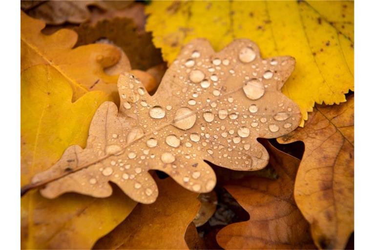 Wassertropfen haben sich auf einem herbstlich gefärbten Blatt gesammelt. Foto: Sina Schuldt/dpa