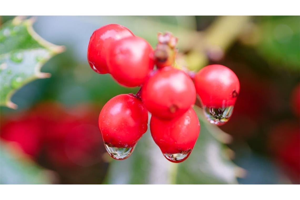 Wassertropfen hängen an den Früchten einer Europäischen Stechpalme.