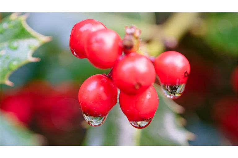 Wassertropfen hängen an den Früchten einer Europäischen Stechpalme.