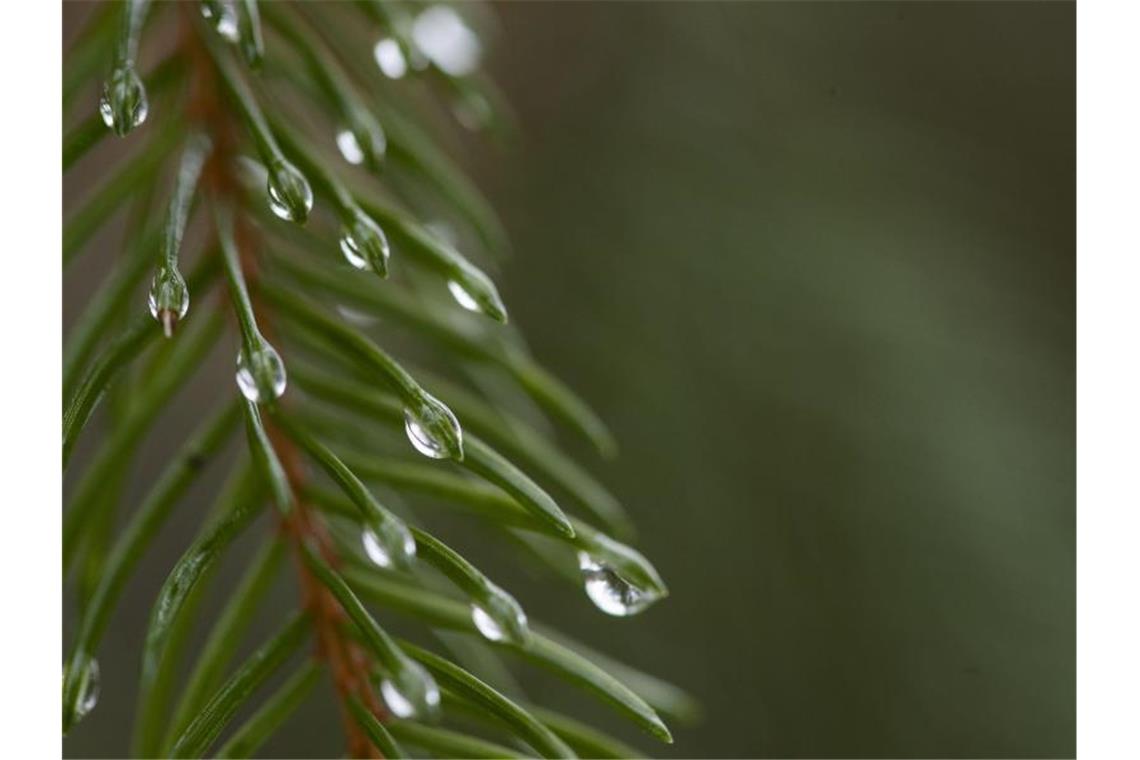 Wassertropfen hängen an den Nadeln eines Baums in einem Wald auf der Schwäbischen Alb. Foto: Tom Weller/dpa/Archivbild