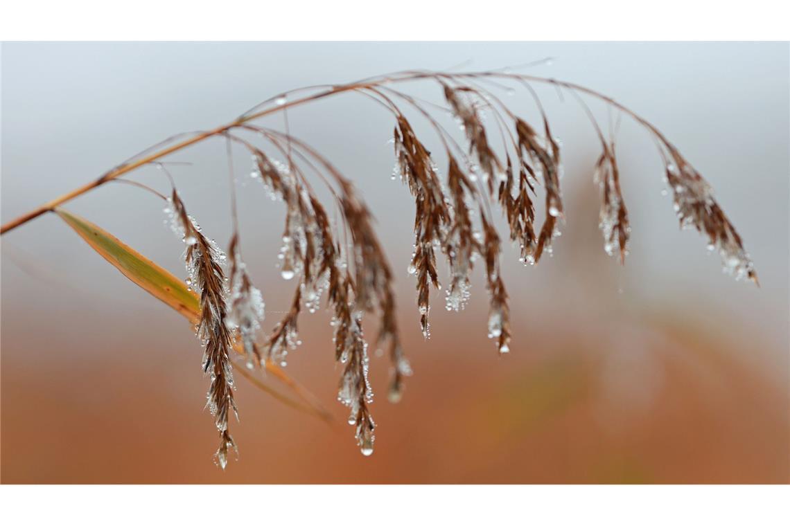 Wassertropfen hängen an einer Schilfpflanze in Veckenstedt.