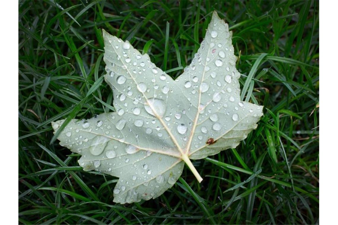 Wassertropfen perlen auf einem Blatt, dass im Regen in einem Park liegt. Foto: Martin Gerten/dpa