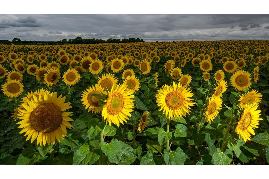 Bilder des Tages Wechselhaftes Wetter: Sonnenblumen und Regenwolken