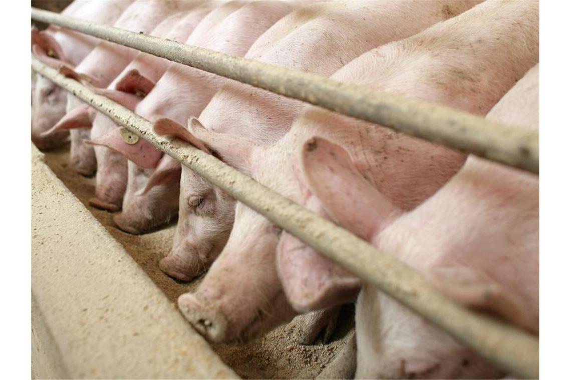 Wegen der Corona-Pandemie werden deutlich weniger Schweine geschlachtet - zu Lasten der Landwirte. Foto: Patrick Pleul/dpa-Zentralbild/dpa