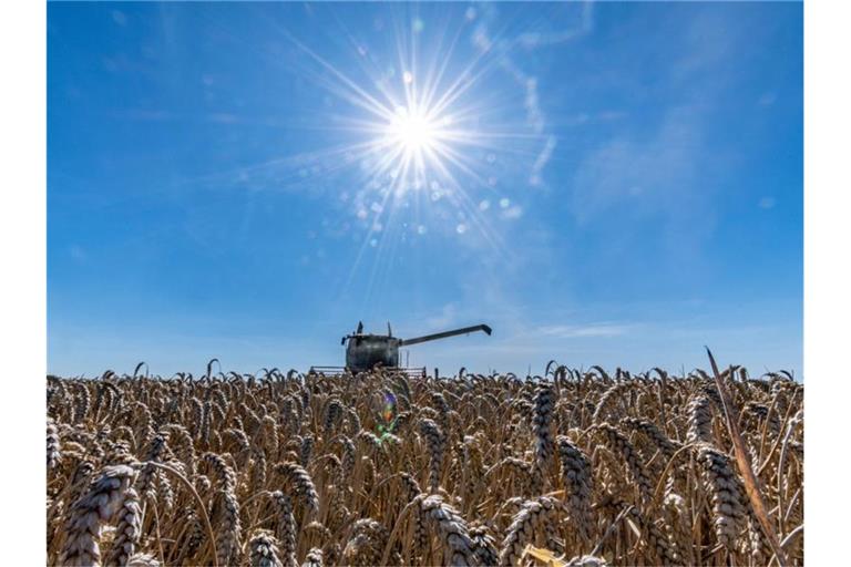 Wegen der Hitzewellen der vergangenen Wochen rechnet der Bauernverband (DBV) für dieses Jahr mit einer deutlich schlechteren Getreideernte als bislang. Foto: Armin Weigel