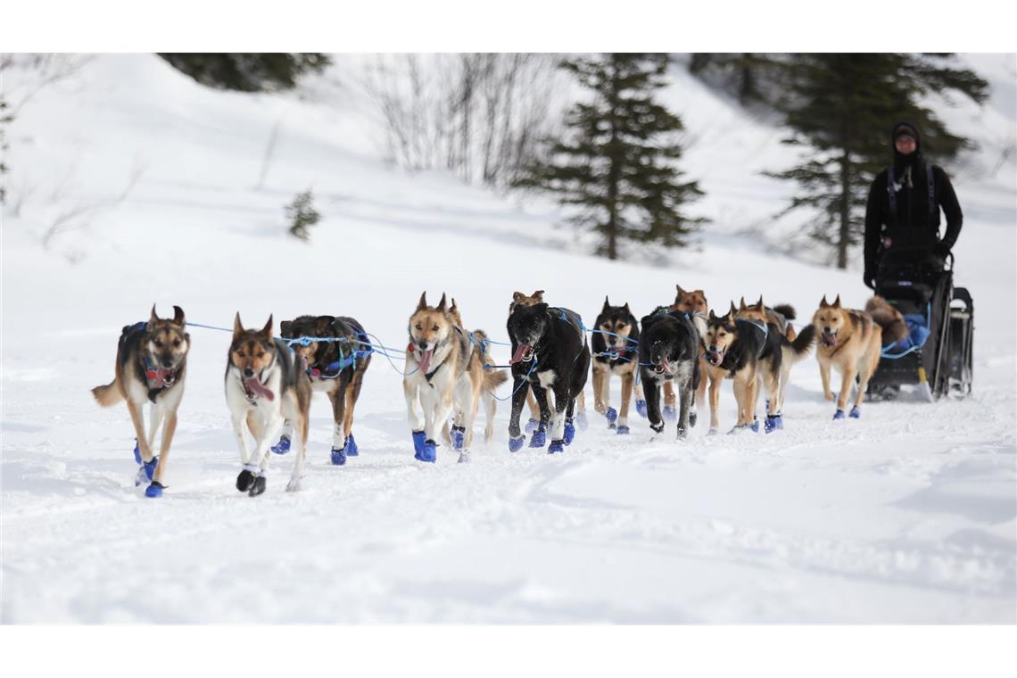 Ex-Fernsehstar gewinnt Hundeschlittenrennen in Alaska Wegen Schneemangels in Alaska wurde die Iditarod-Rennroute in diesem Jahr geändert. (Archivbild)