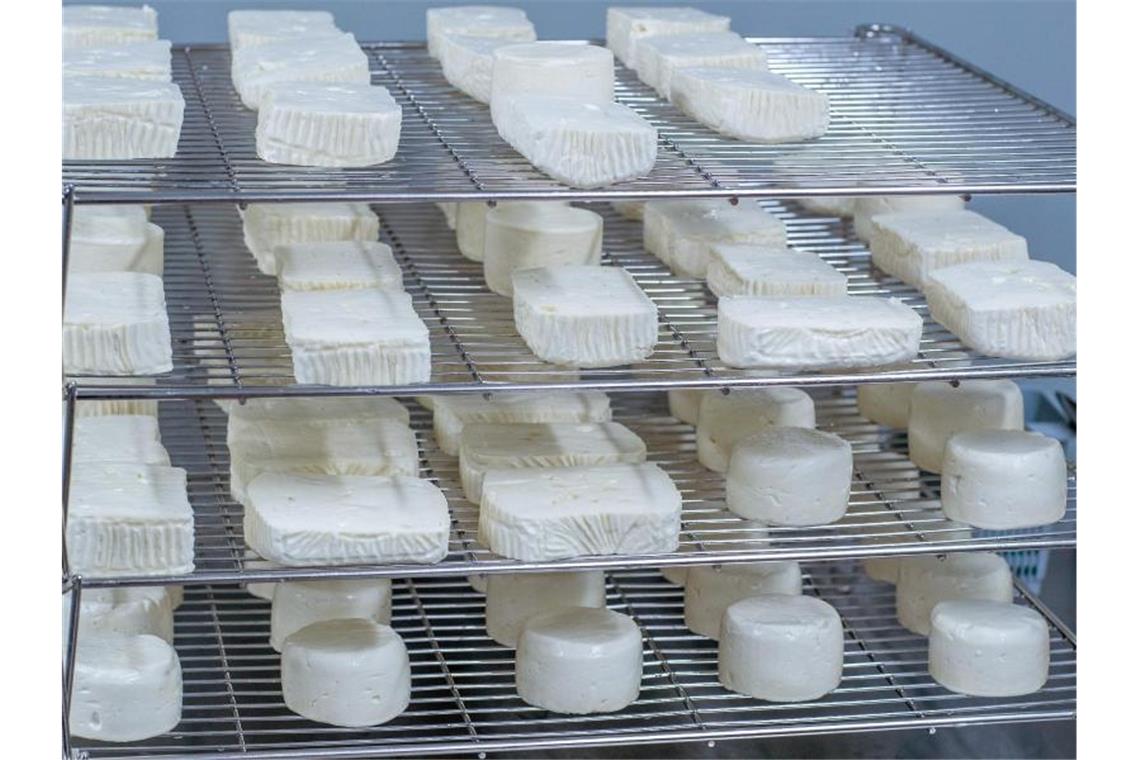 Handelsunternehmen ruft Weichkäse aus Belgien zurück Weichkäse liegt in einer Käserei. Foto: Jens Büttner/Archivbild