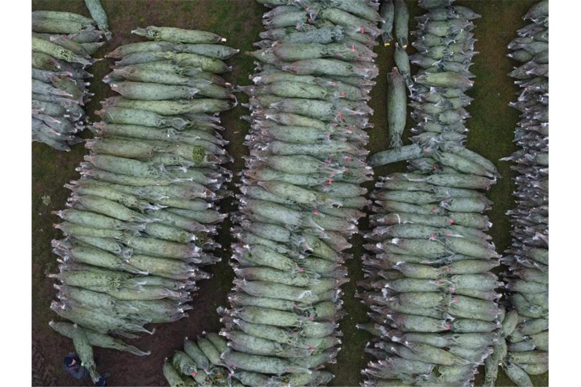 Weihnachtsbäume liegen auf dem Gelände eines Tannenhofes. Foto: Bodo Schackow/dpa-zentralbild/dpa/Symbolbild