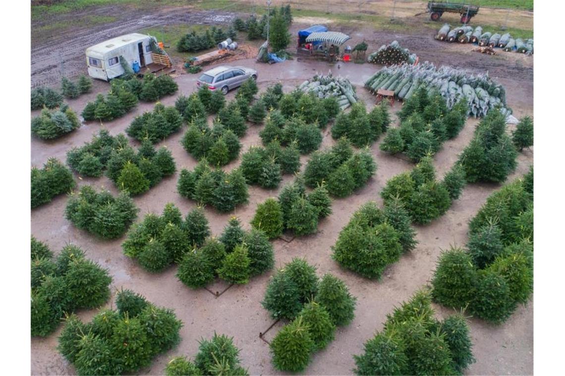 29,8 Millionen Weihnachtsbäume verkauft - Preise stabil