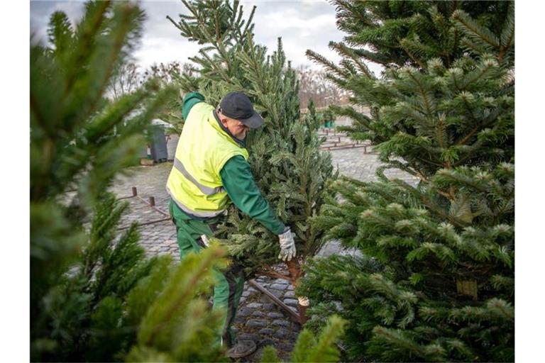 Weihnachtsbaumverkauf auf dem Schützenplatz in Hannover. Foto: Sina Schuldt/dpa