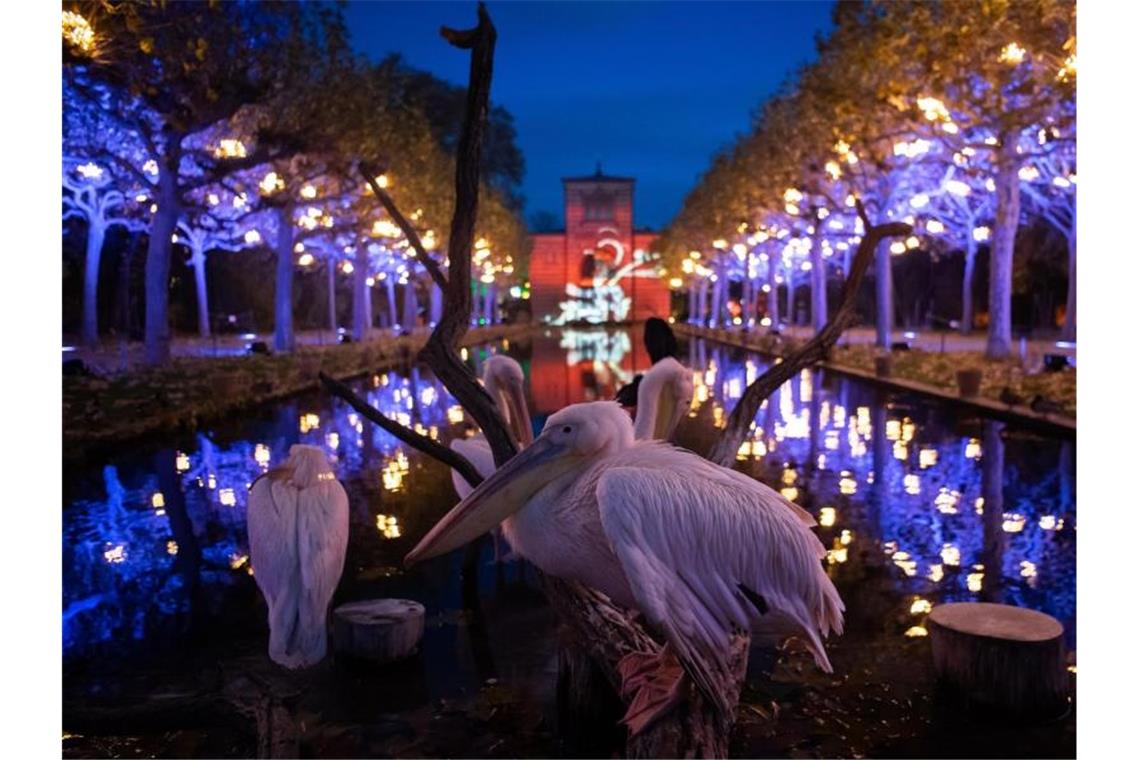 Weihnachtsbeleuchtung erstrahlt im Christmas Garden in der Wilhelma. Foto: Tom Weller/dpa/Archivbild