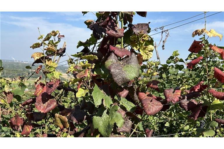 Weinreben, die mit der Rebkrankheit Flavescence dorée befallen sind. Ein Merkmal sind rot verfärbte Blätter (Archivfoto).