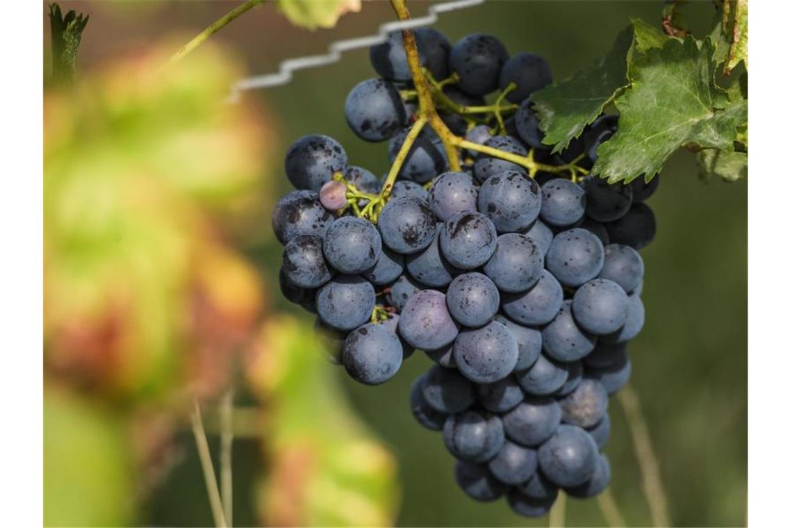 Weintrauben hängen in einem Weinberg auf dem Kappelberg.Foto: Christoph Schmidt