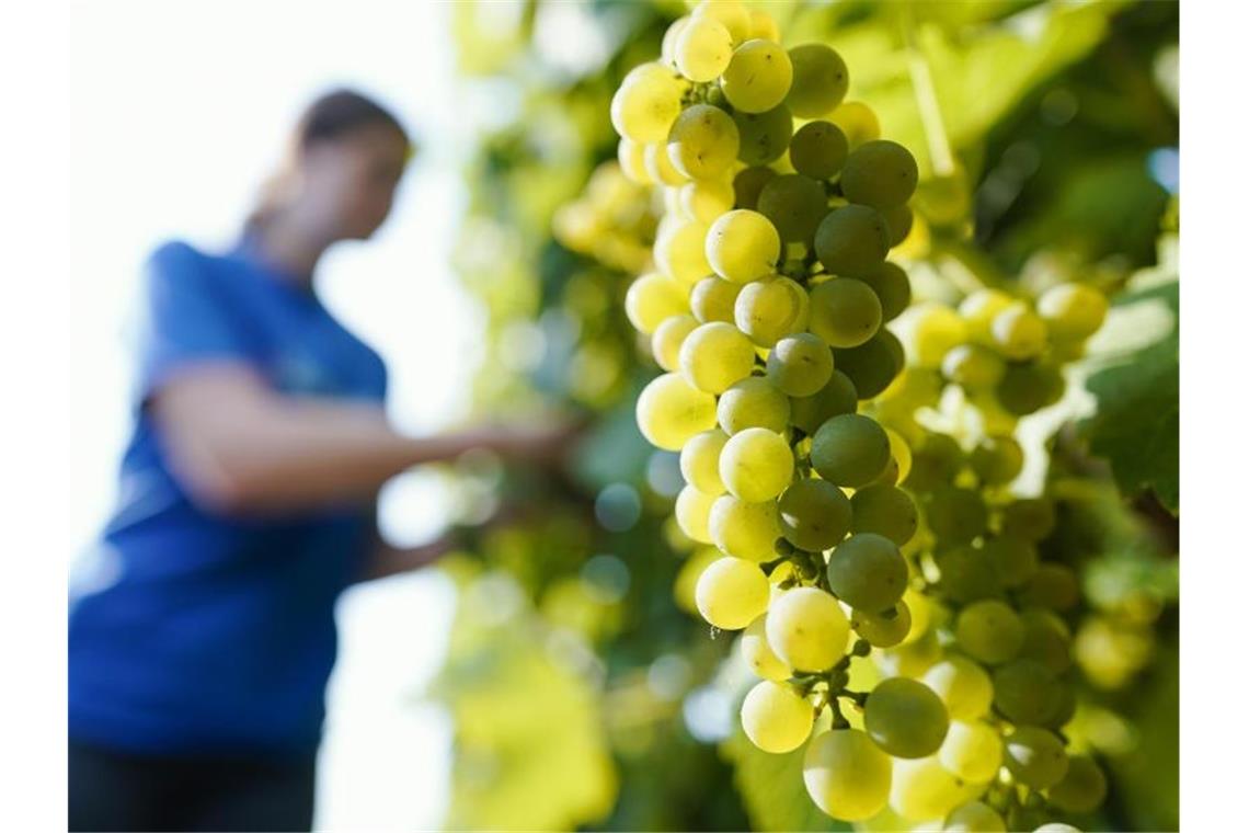 Weintrauben hängen in einem Weinberg. Foto: Uwe Anspach/dpa/Archivbild