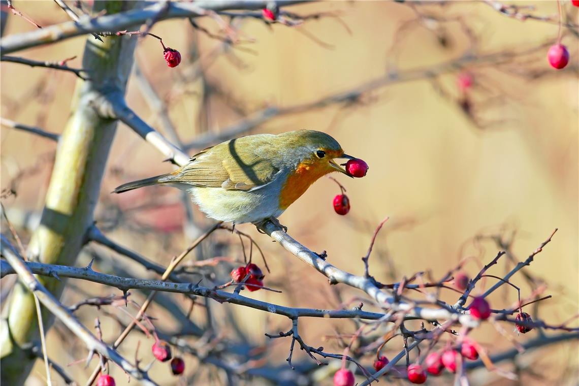 Weißdorn und andere Sträucher bieten Vögeln auch im Winter noch Nahrung. Foto: Adobe Stock/Volodymyr Kucherenko
