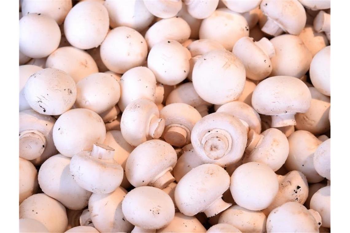 Weiße Champignons (Agaricus) liegen auf einem Tisch aus. Foto: Holger Hollemann/Archivbild