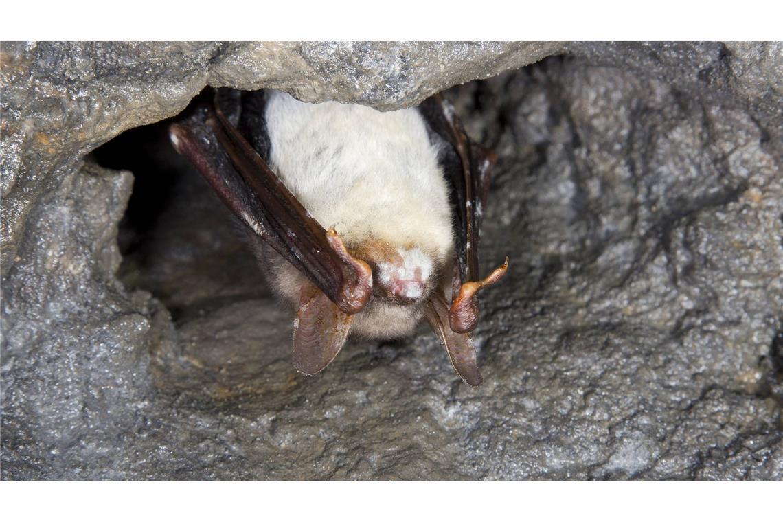 Neuer Krankheitserreger bedroht weltweit Fledermäuse Weißnasenkrankheit bei einer Fledermaus.