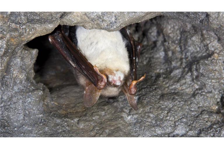 Weißnasenkrankheit bei einer Fledermaus.