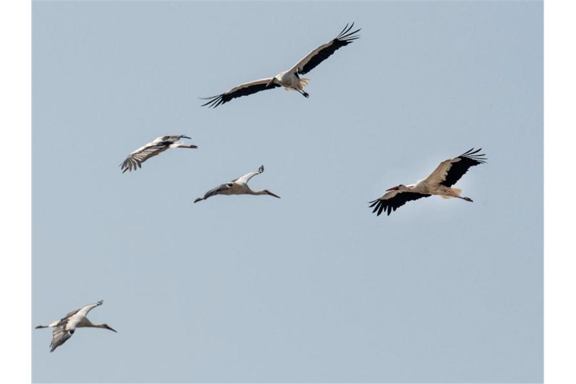 Weißstörche kehren aus Afrika in den Südwesten zurück Weißstörche fliegen am Himmel. Foto: Boris Roessler/dpa/Archivbild