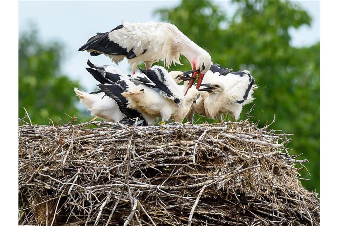 Weißstorch „Nobbi“ kümmert sich in Loburg in Sachsen-Anhalt um seinen Nachwuchs. Foto: Klaus-Dietmar Gabbert/dpa-Zentralbild/dpa