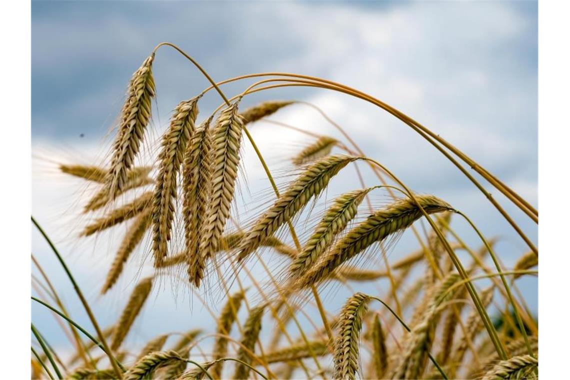 Getreidehändler sehen „historische Preisausschläge“ Weizenähren wachsen auf einem Feld der Agrargenossenschaft Ranzig in Brandenburg. Foto: Jens Kalaene/dpa-Zentralbild/dpa