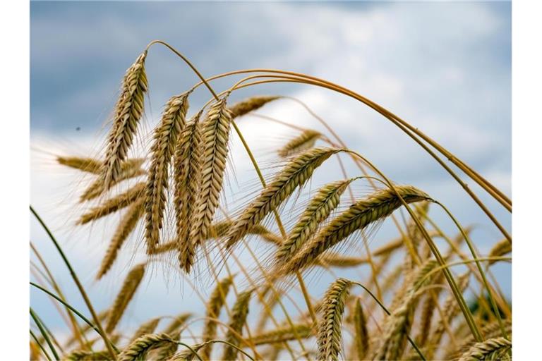 Weizenähren wachsen auf einem Feld der Agrargenossenschaft Ranzig in Brandenburg. Foto: Jens Kalaene/dpa-Zentralbild/dpa