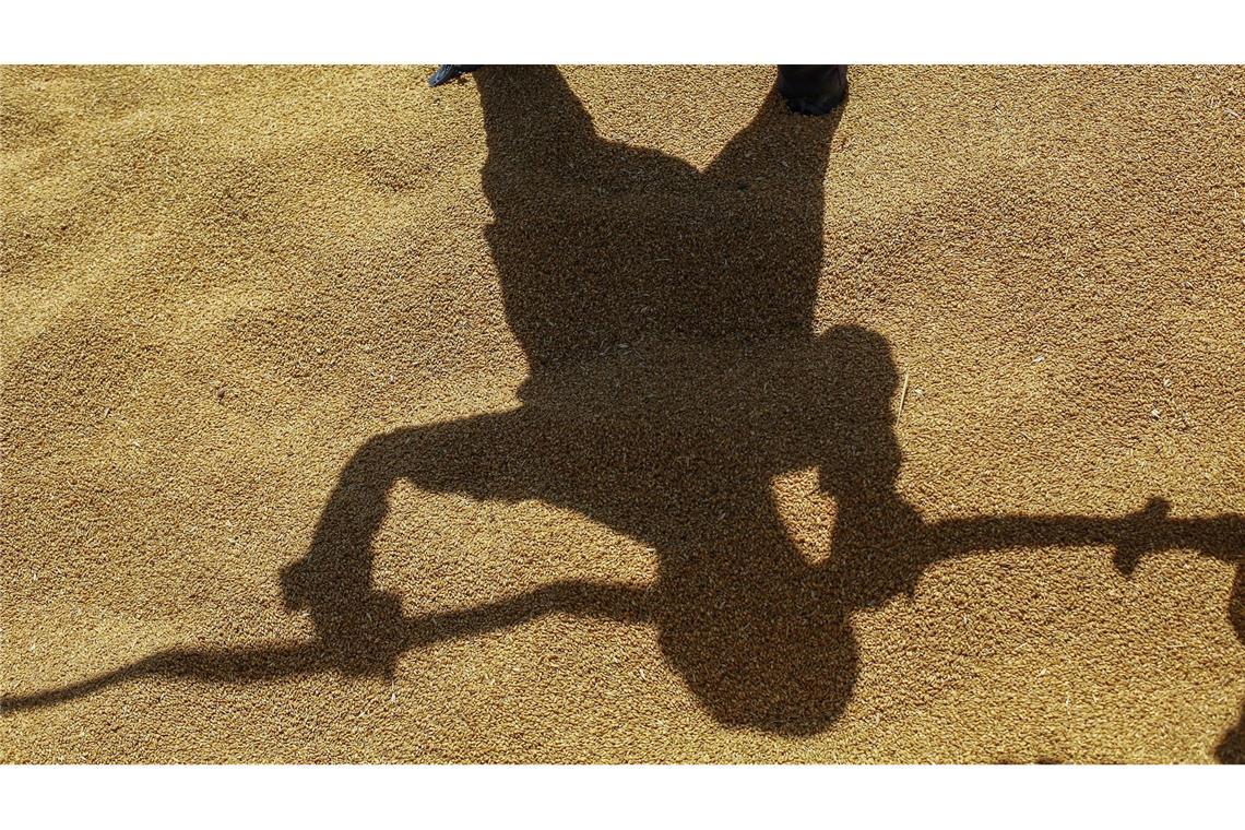 Weizenernte im Irak: Arbeiter entladen Getreide, das im Silo der dem irakischen Handelsministerium unterstellten General Company for Grain Trading in Bagdad, gelagert werden soll.