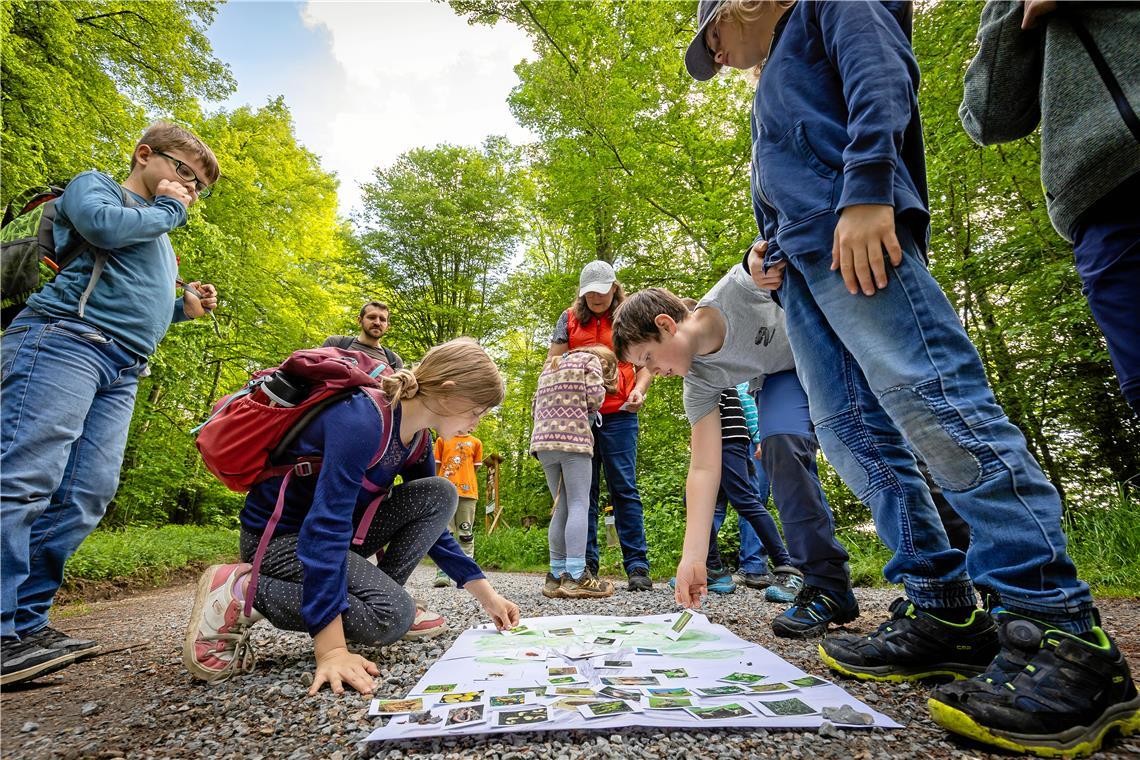 Welche Tierarten kommen wo am Baum vor? Die Kinder platzieren ihre Kärtchen als Antwort auf einem Bild. Fotos: Alexander Becher