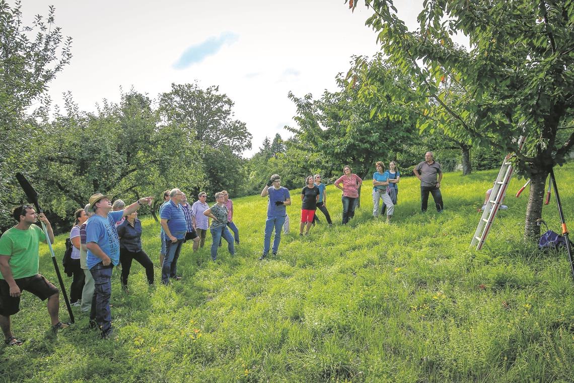 Welcher Ast ist nun der richtige, welcher Ast soll ab? Die Frage ist für Laien gar nicht so leicht zu beantworten. Fotos: A. Becher