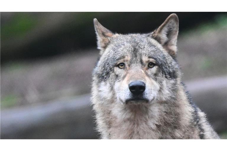 Welcher Wolf für die Risse verantwortlich ist, ist laut Ministerium bislang noch unklar. (Symbolbild)