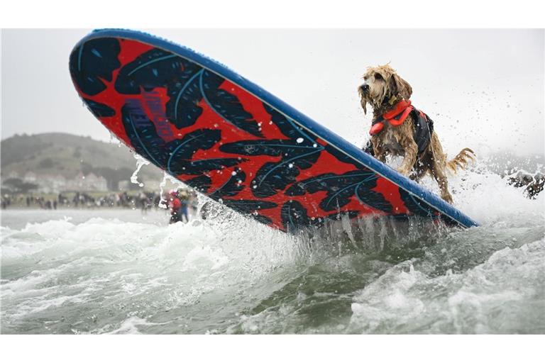 Wellenreiter Coconut surft bei der World Dog Surfing Championships durch die Brandung.