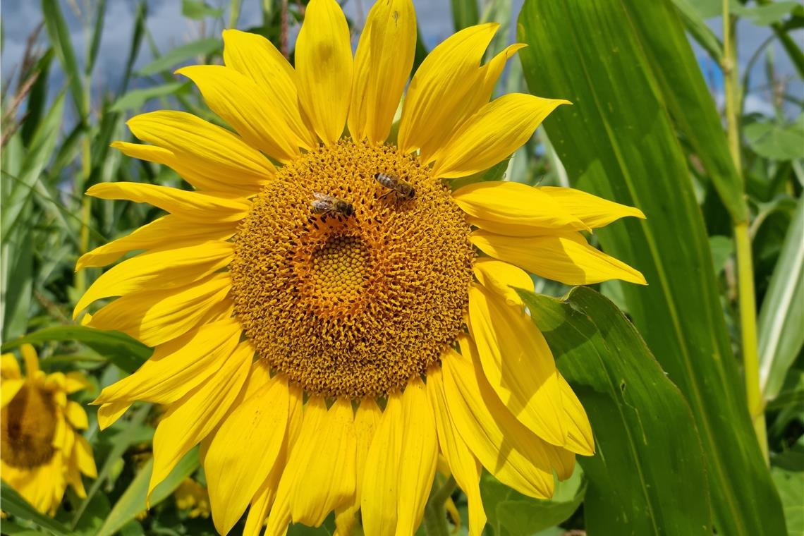 Weltweit geht die Vielfalt der Insekten zurück: Beim „Blende“-Fotowettbewerb sind junge Fotografen aufgerufen, sich mit dem Thema Umwelt zu befassen. Foto: I. Knack