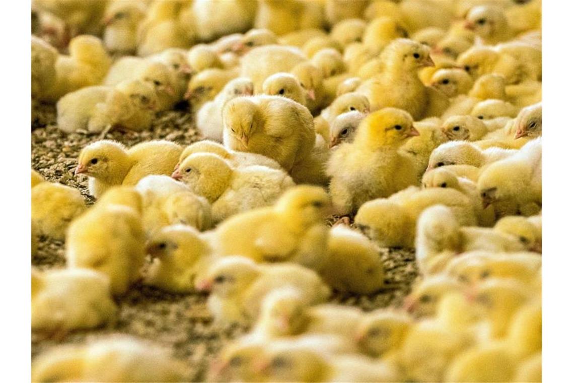 Massentöten männlicher Küken vermeiden Wenige Tage alte Küken in einem Hähnchenmastbetrieb. Foto: Jens Büttner/zb/dpa
