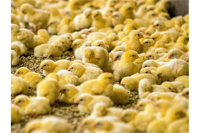 Wenige Tage alte Küken stehen in einem Hähnchenmastbetrieb. Im Streit um das Töten von Millionen männlichen Küken jedes Jahr hoffen Tierschützer auf einen Sieg vor dem Bundesverwaltungsgericht in Leipzig. Foto: Jens Büttner