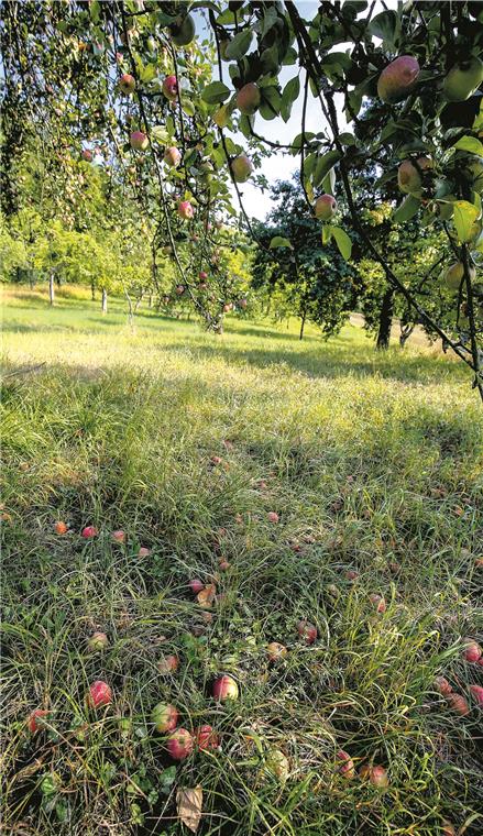 Wenn Äpfel auf dem Boden liegen, gingen viele Menschen davon aus, dass die Besitzer das Obst nicht holen, erzählt Claudia Schimke. Das sei aber meistens nicht richtig. Foto: A. Becher