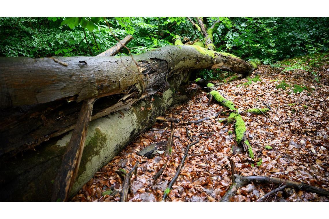 Wenn der deutsche Wald besser mit Dürre und steigenden Temperaturen zurechtkommt, kann er mehr CO2 speichern - was gut ist für das Klima. (Archivbild)
